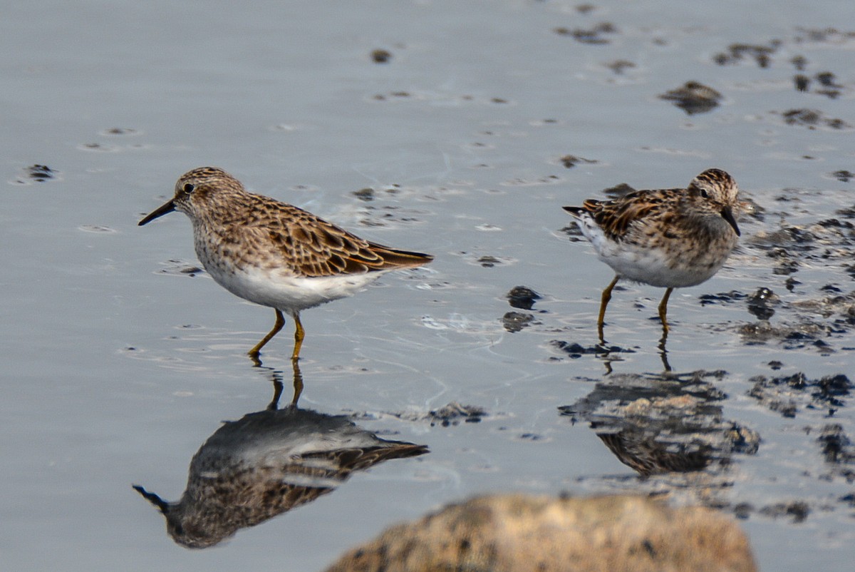 Least Sandpiper - ML475183221