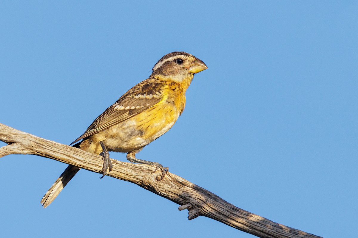 Black-headed Grosbeak - ML475185231