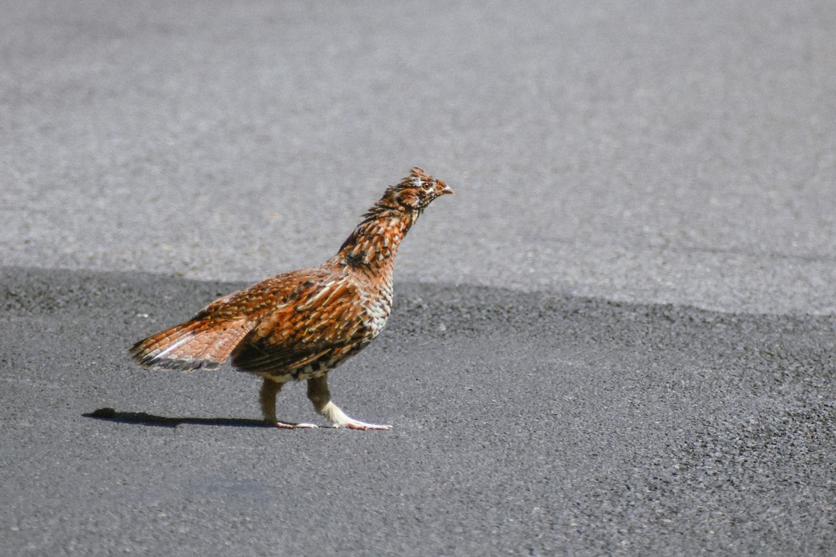 Ruffed Grouse - ML475185661