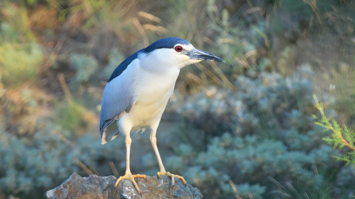 Black-crowned Night Heron (Eurasian) - ML475185691