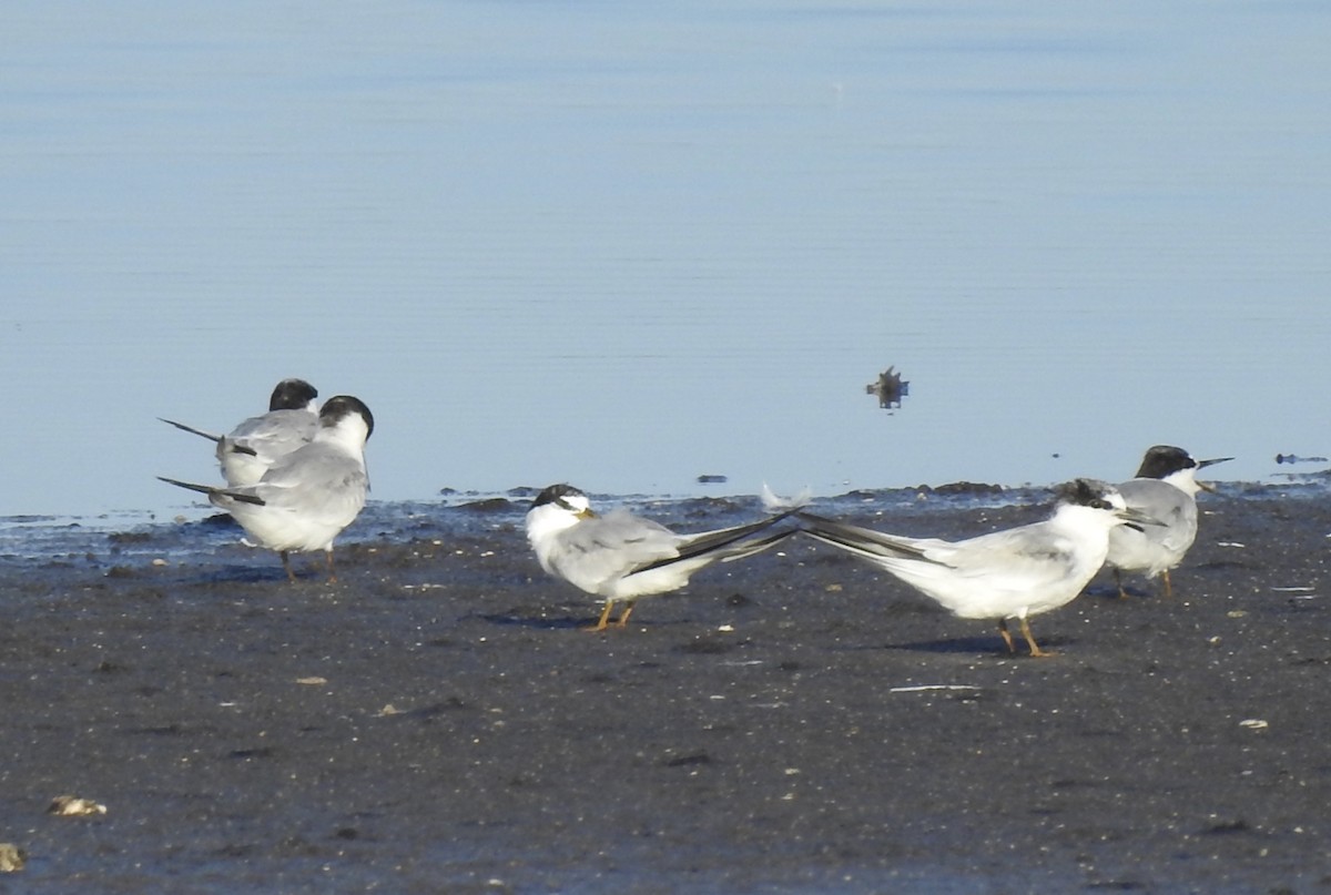 Least Tern - ML475188201