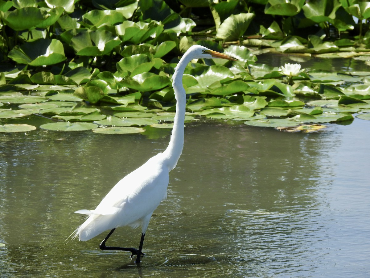 Great Egret - Charlie Likely