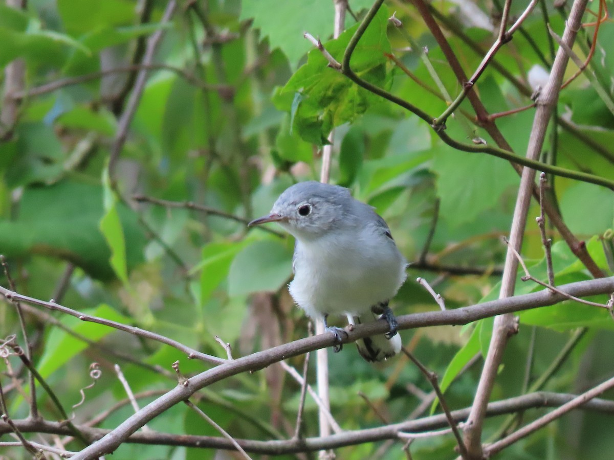 Blue-gray Gnatcatcher - ML475189591