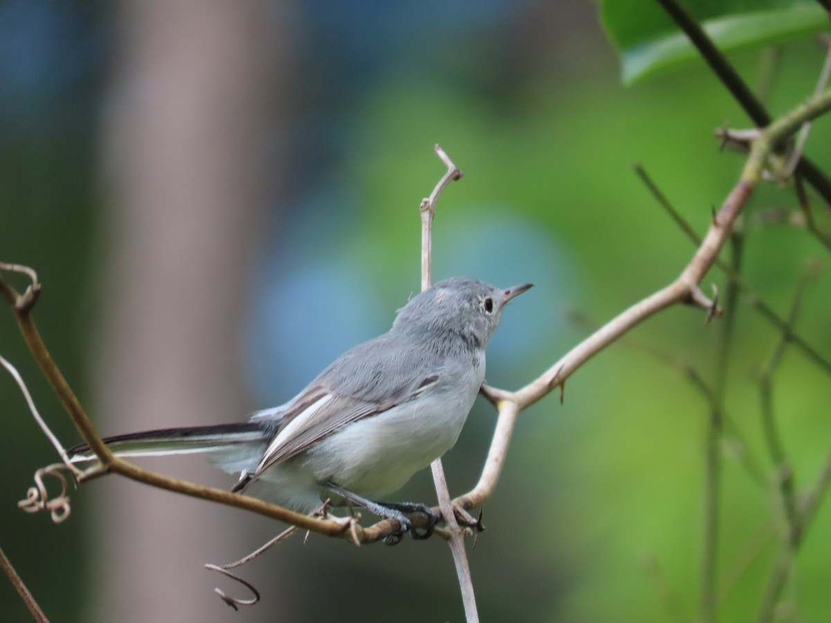 Blue-gray Gnatcatcher - ML475189621