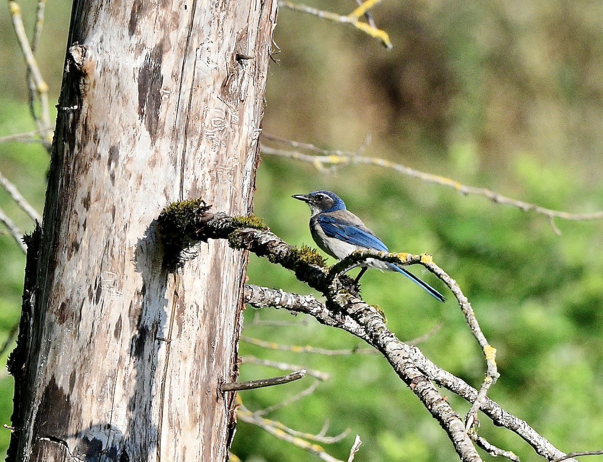 California Scrub-Jay - ML475190491