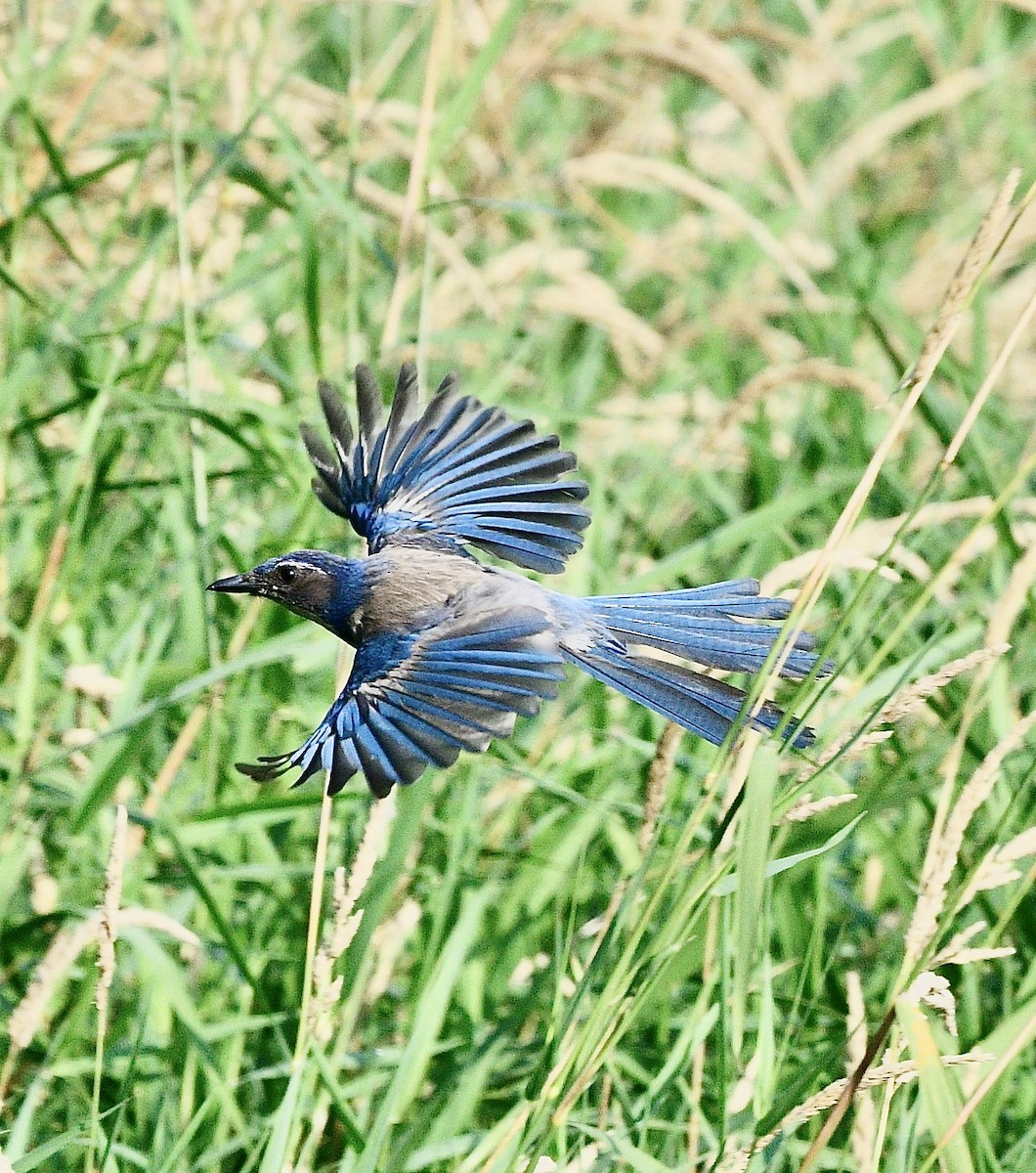 California Scrub-Jay - ML475190561