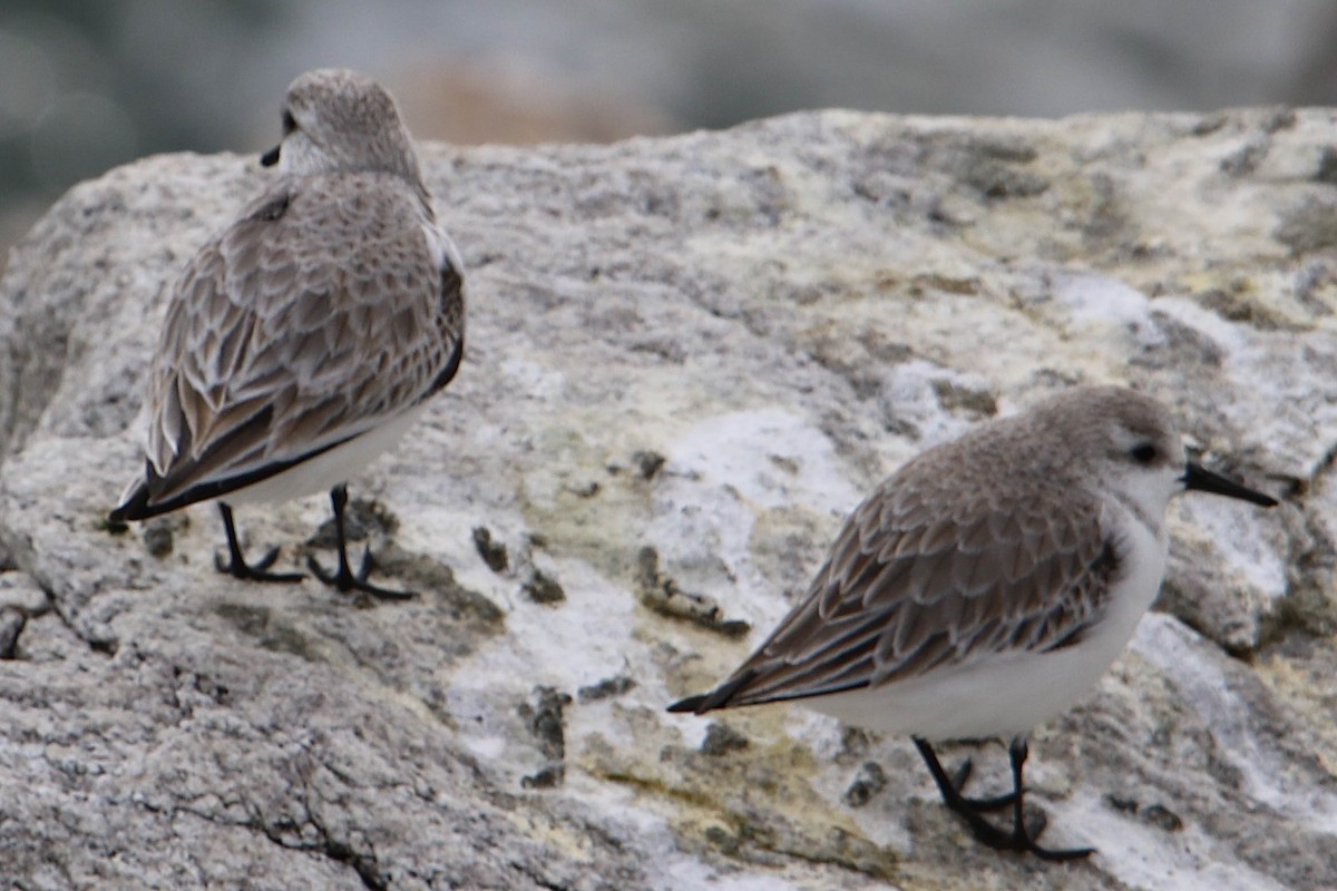 Sanderling - ML475191601