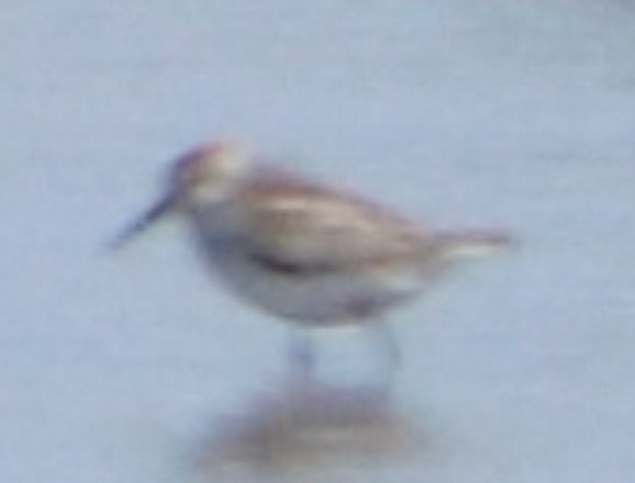 Western Sandpiper - Joshua  Smith