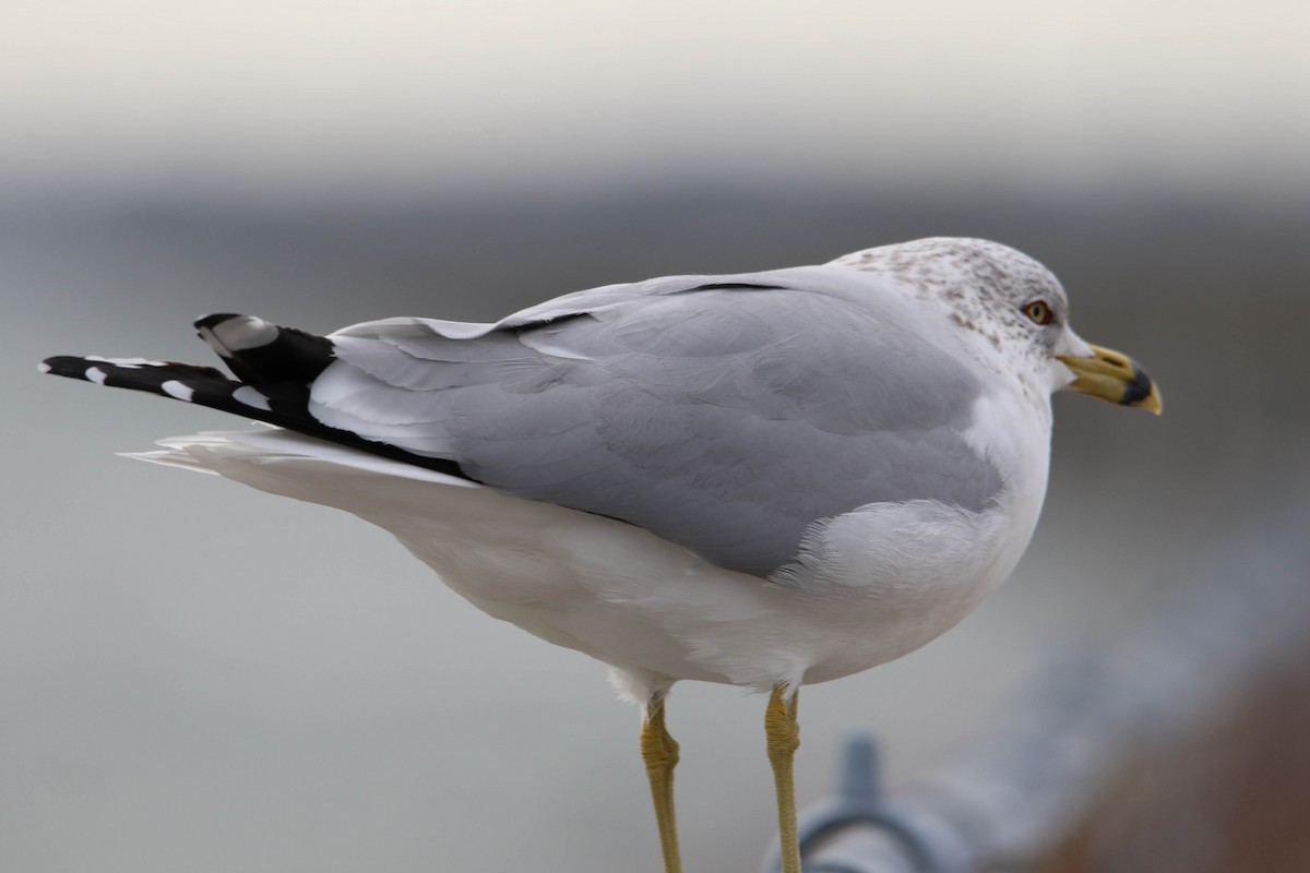 Ring-billed Gull - ML475191991