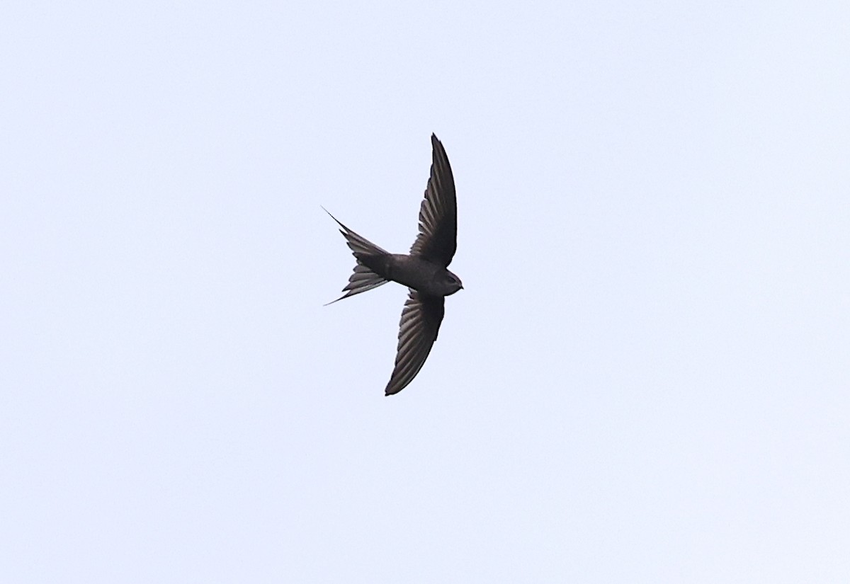 Malagasy Palm Swift (Comoro) - ML475193121