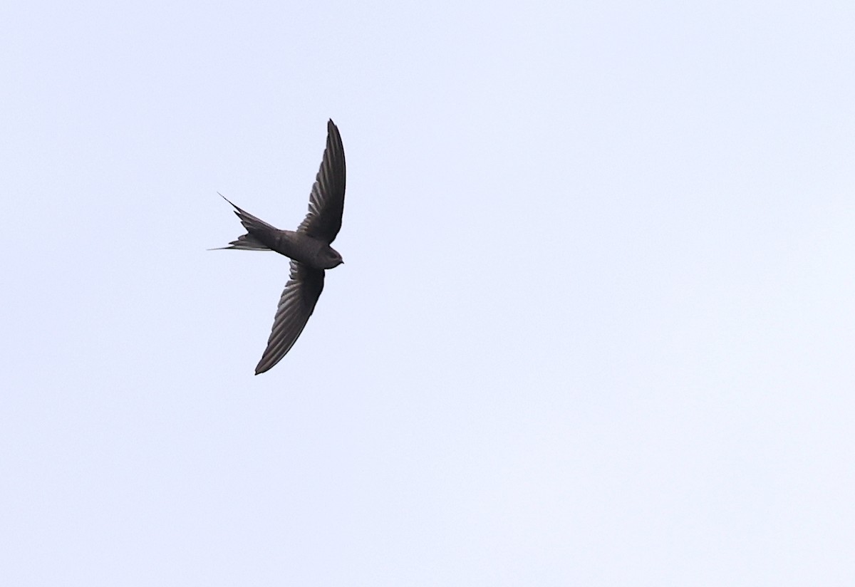 Malagasy Palm Swift (Comoro) - ML475193141