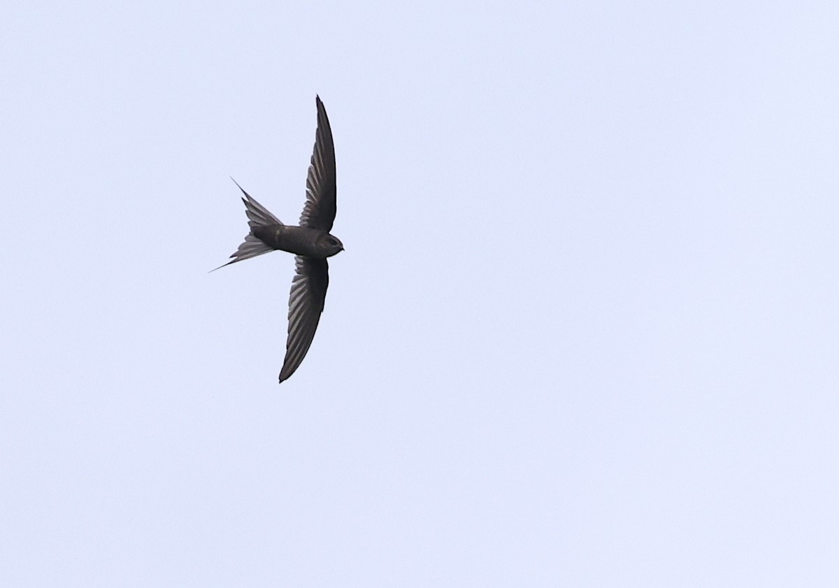 Malagasy Palm Swift (Comoro) - ML475193151
