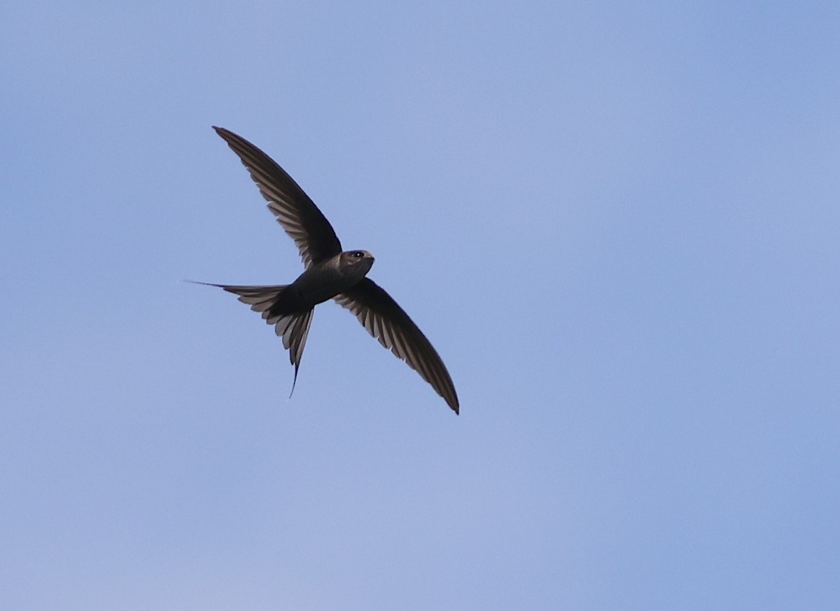 Malagasy Palm Swift (Comoro) - ML475193161