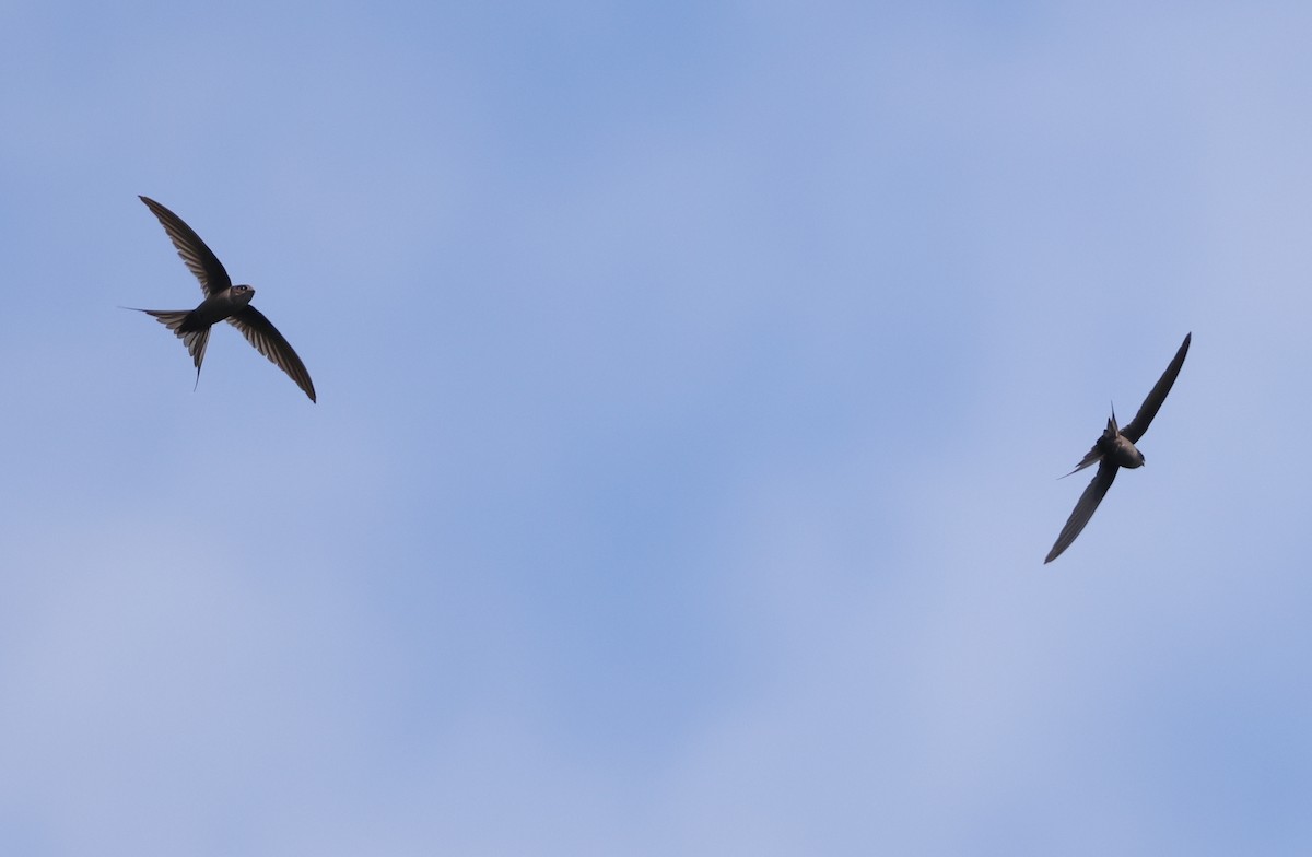 Malagasy Palm Swift (Comoro) - ML475193181