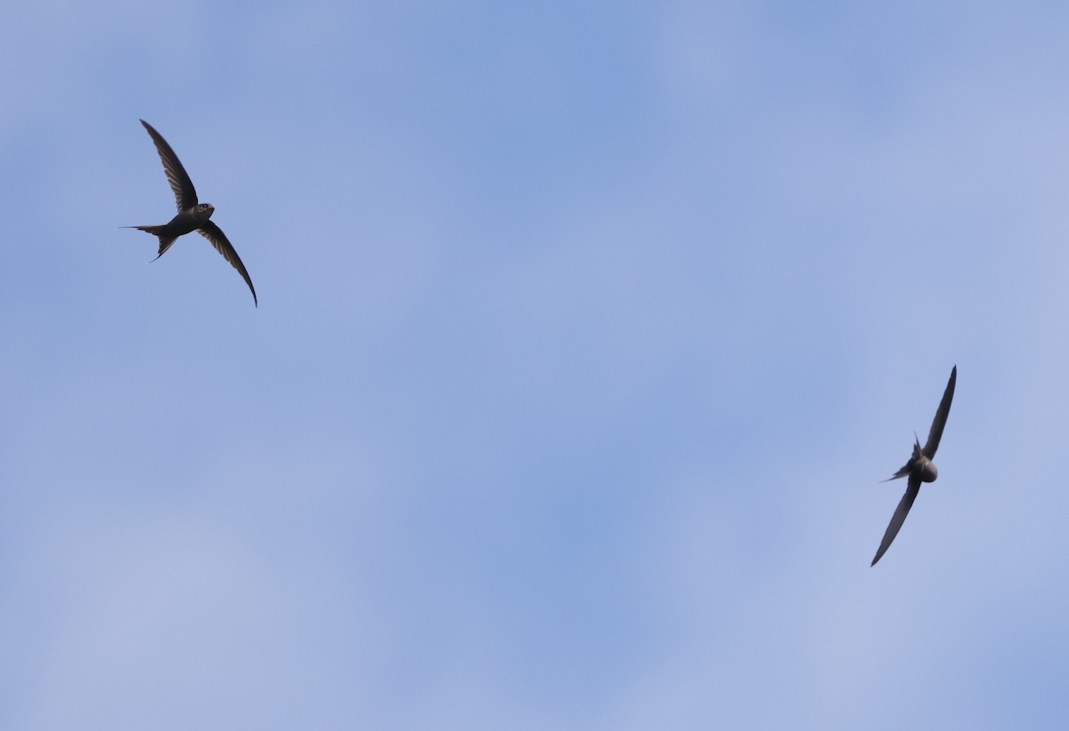 Malagasy Palm Swift (Comoro) - ML475193191