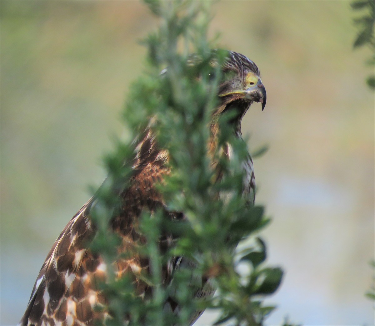 Red-shouldered Hawk (elegans) - ML475193861