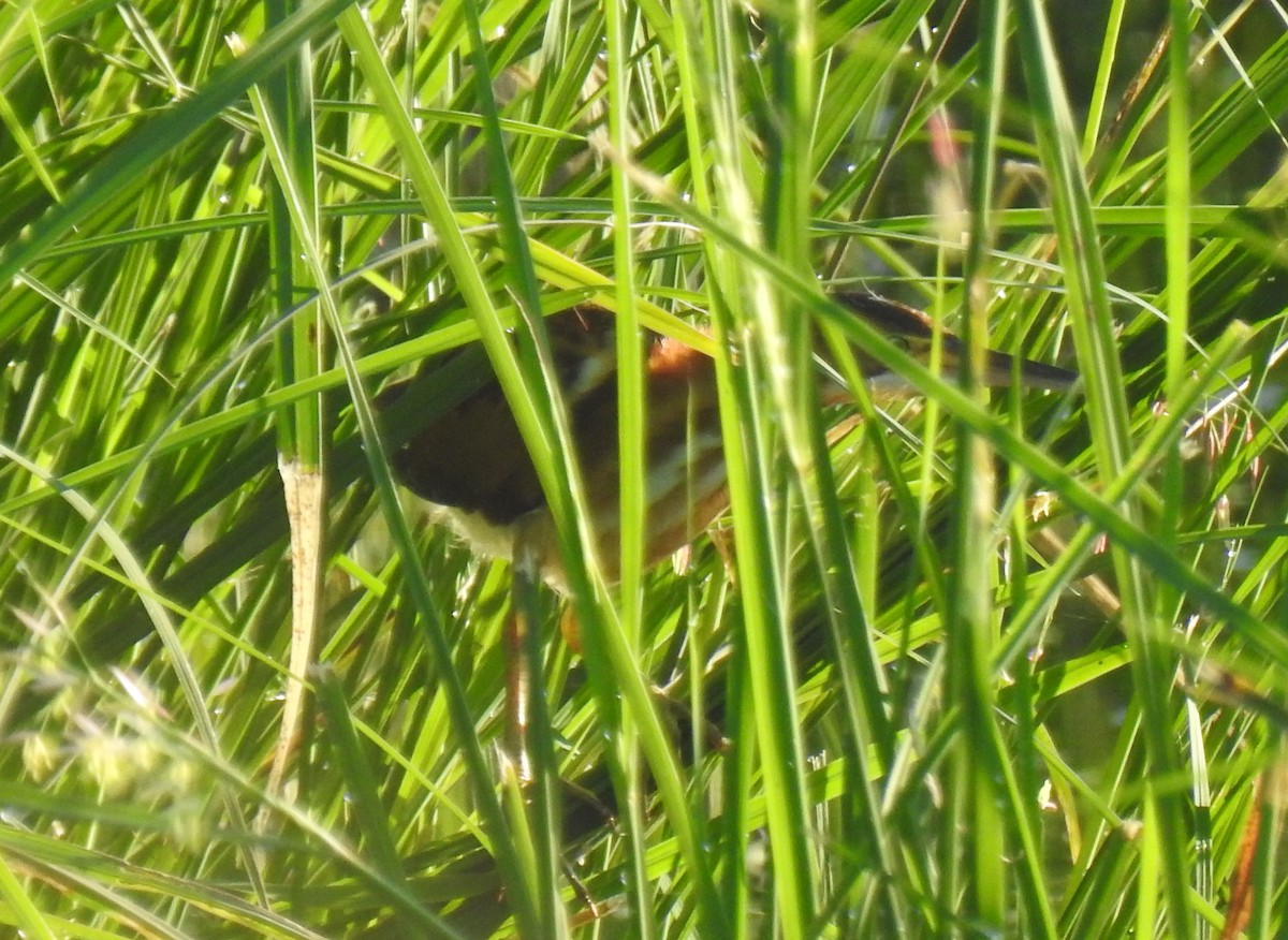 Least Bittern - ML475194821