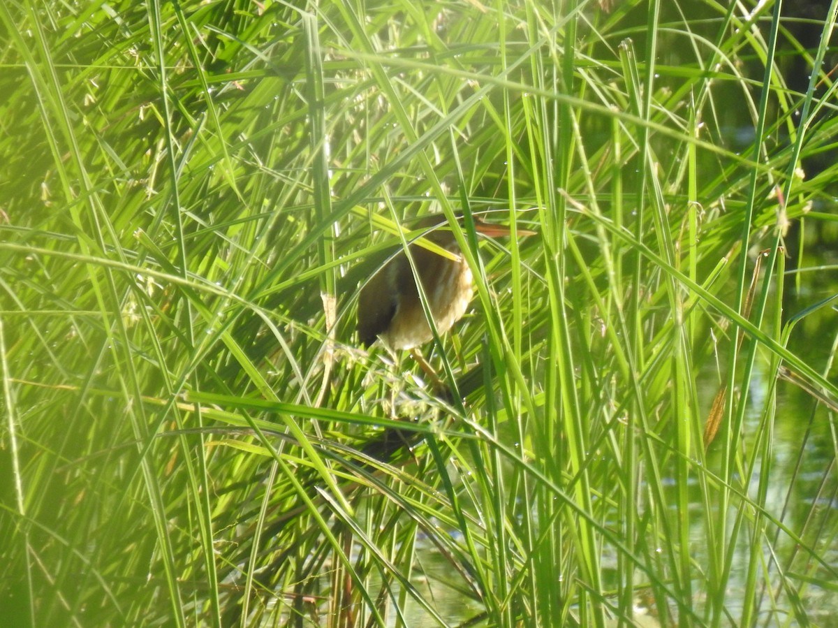 Least Bittern - ML475194871