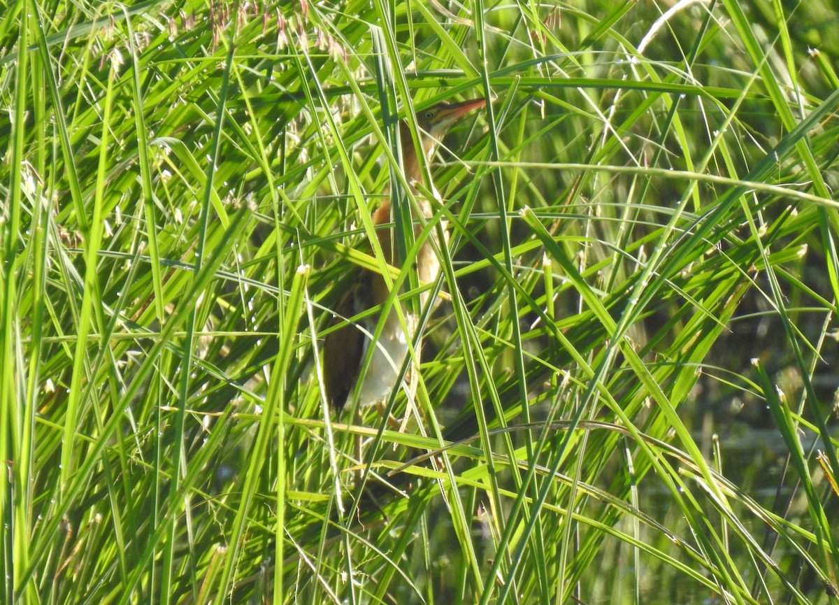 Least Bittern - ML475194901