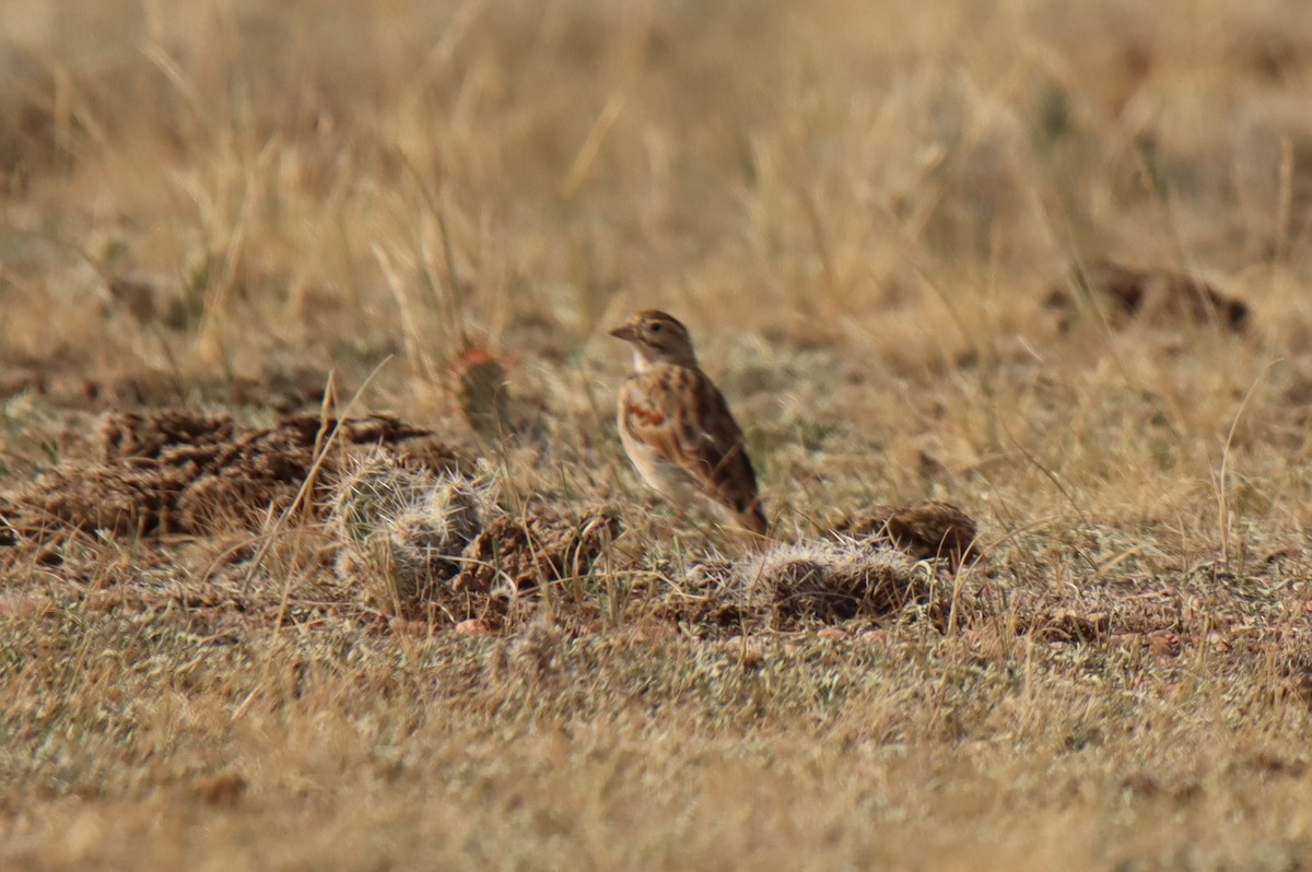 Thick-billed Longspur - ML475195511