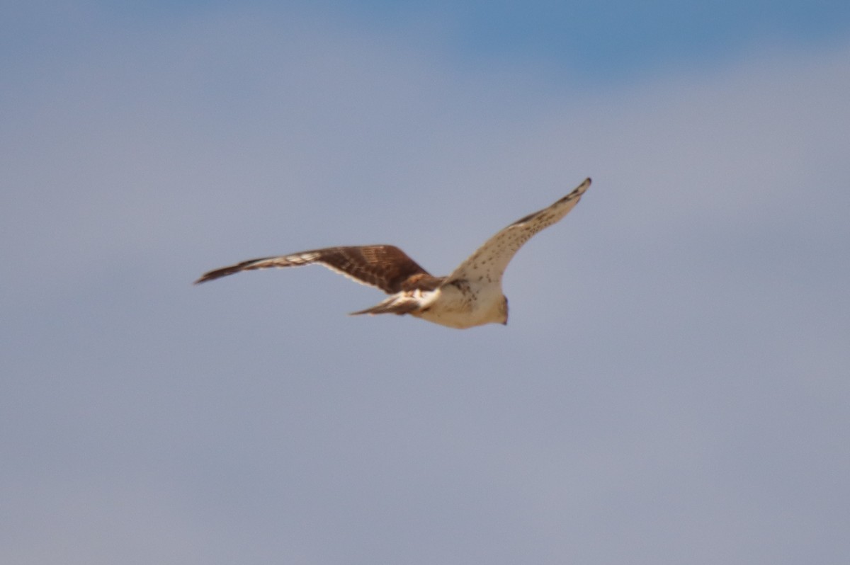 Ferruginous Hawk - ML475195701