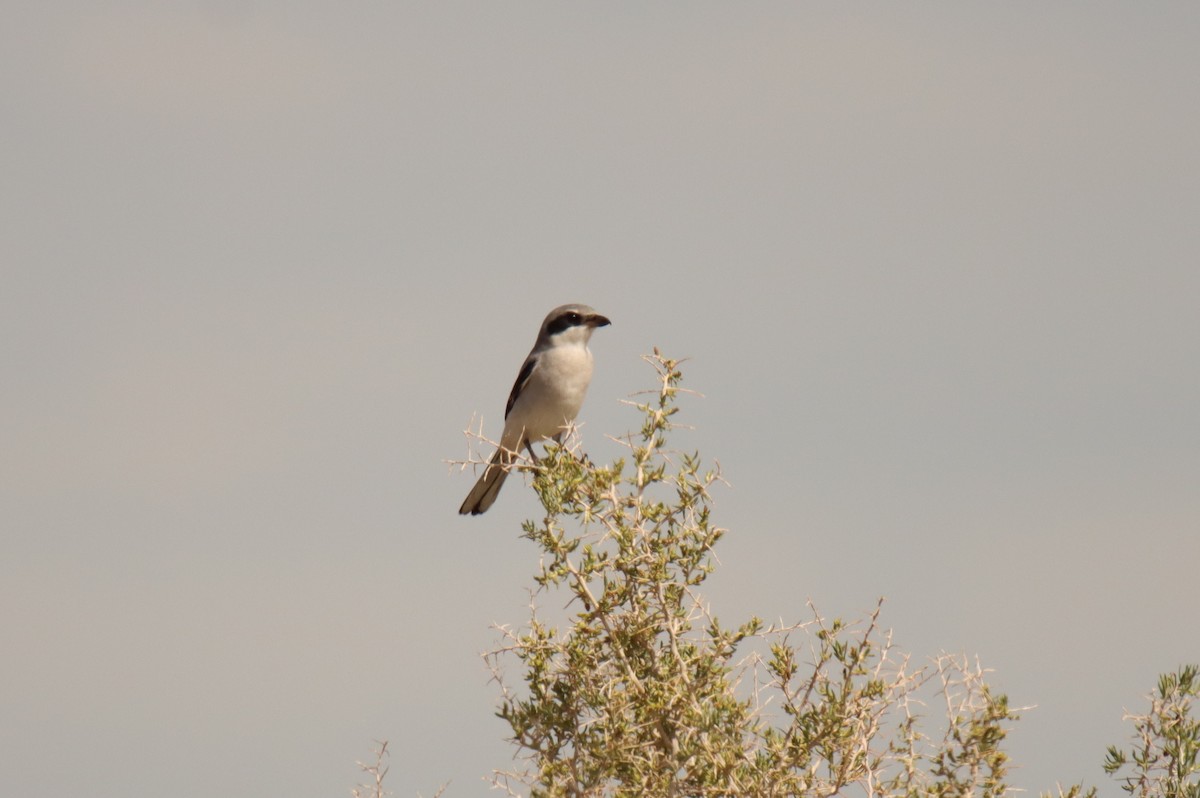 Pie-grièche migratrice - ML475195801