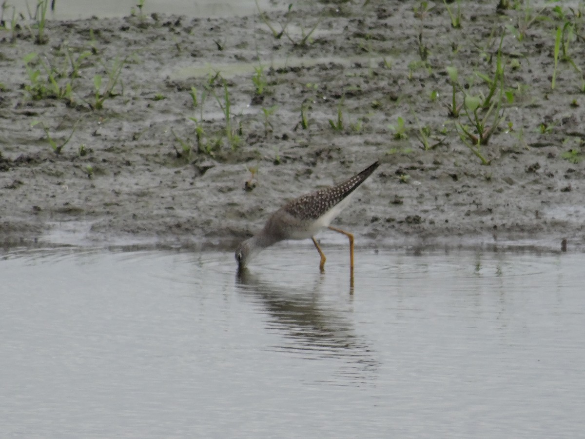 Lesser Yellowlegs - ML475197871