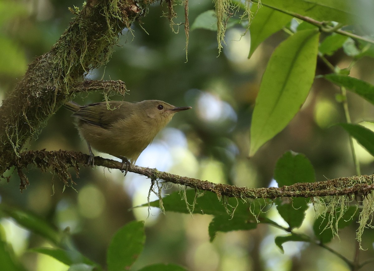 Moheli Brush-Warbler - ML475200251