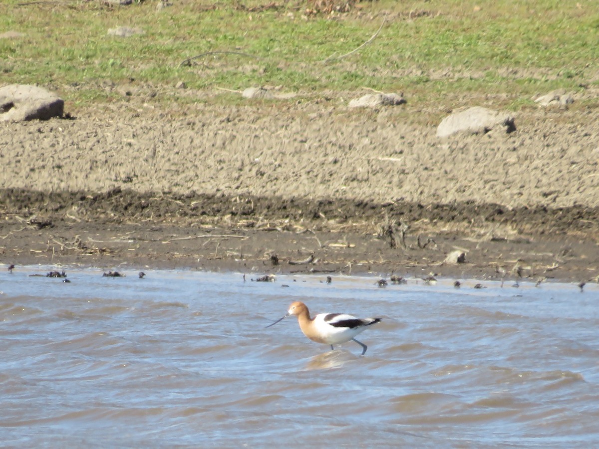 Avoceta Americana - ML475200391