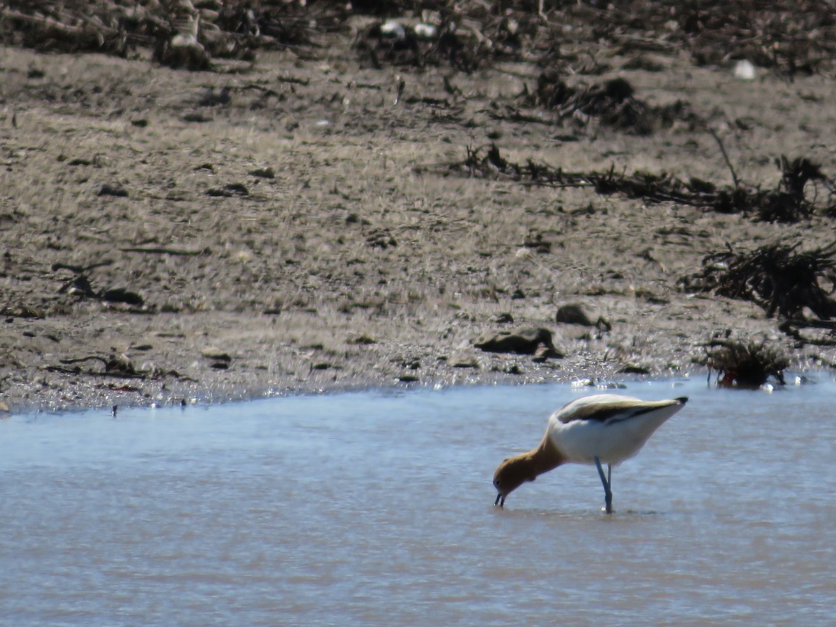 Avocette d'Amérique - ML475200411