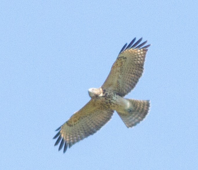 Kızıl Omuzlu Şahin [lineatus grubu] - ML475203341