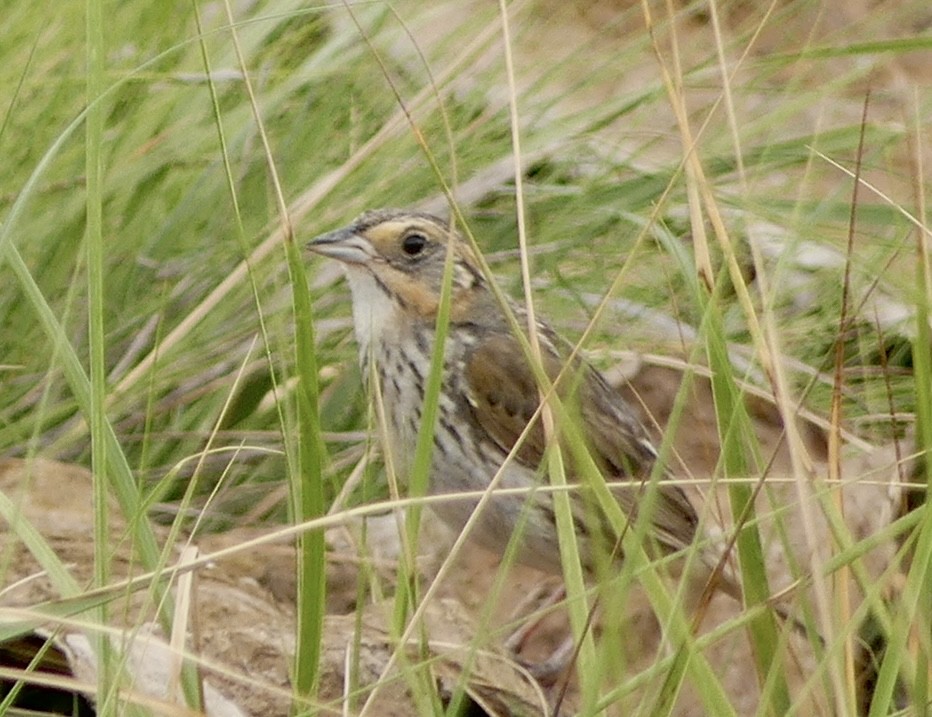 Saltmarsh Sparrow - ML475203611