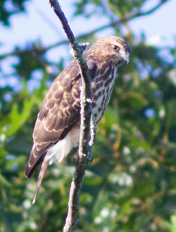 Broad-winged Hawk - ML475204211