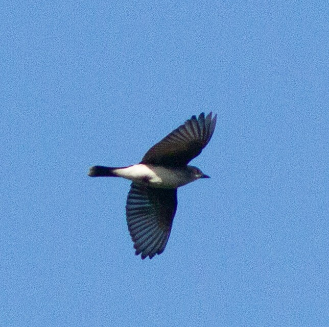 Eastern Kingbird - ML475204231