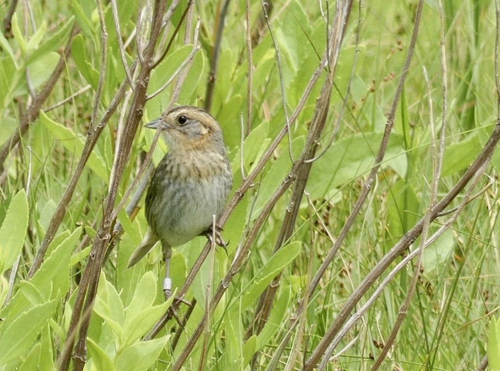 Nelson's Sparrow (Atlantic Coast) - ML475204511