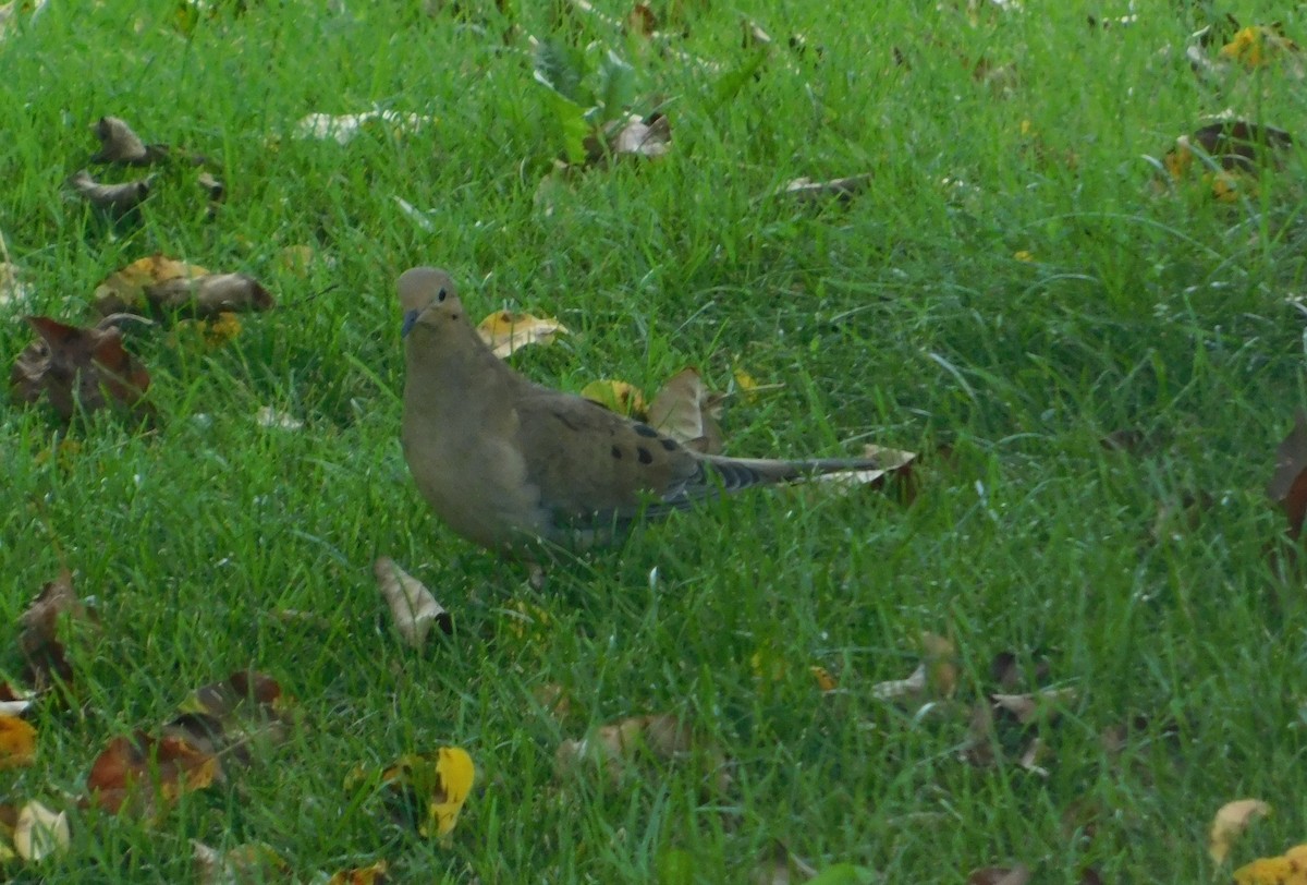 Mourning Dove - Don Nussbaum