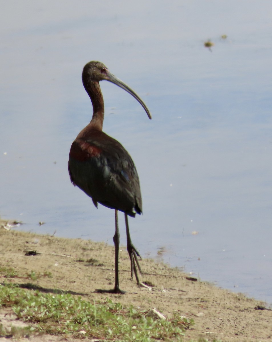 White-faced Ibis - ML475207731