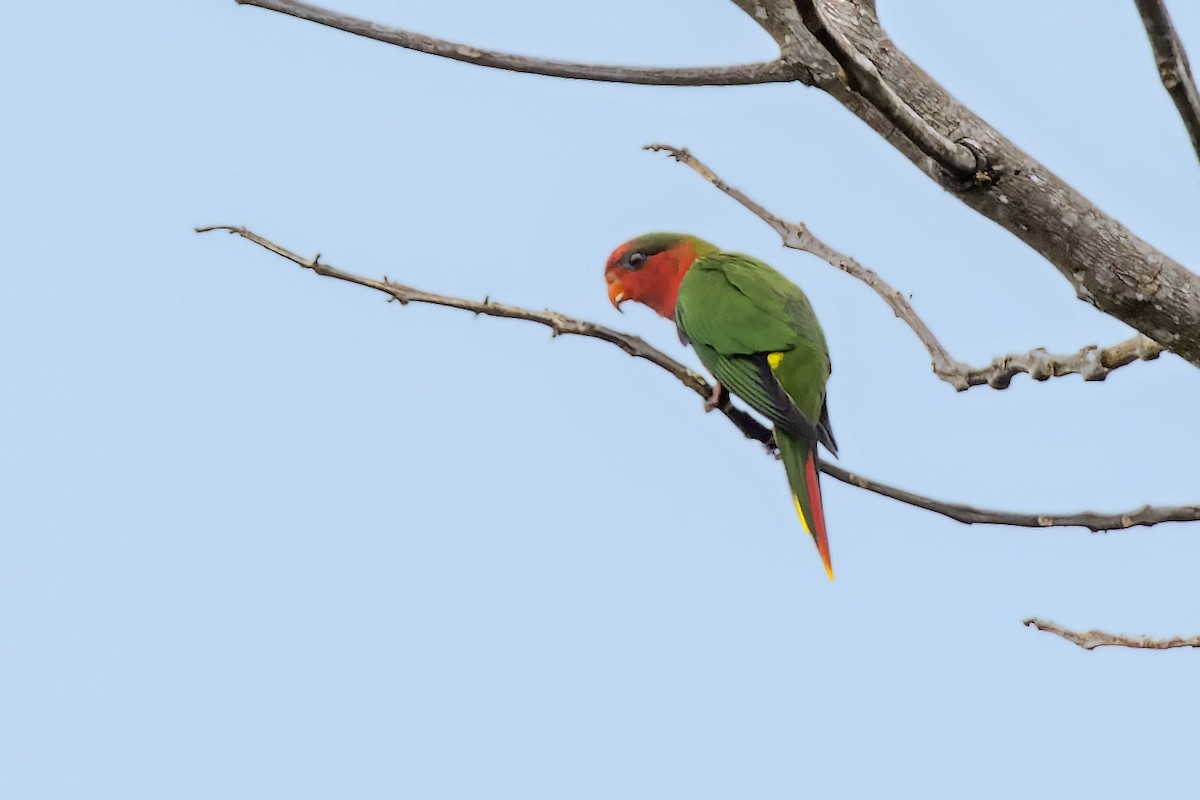 Fairy Lorikeet - ML475208421