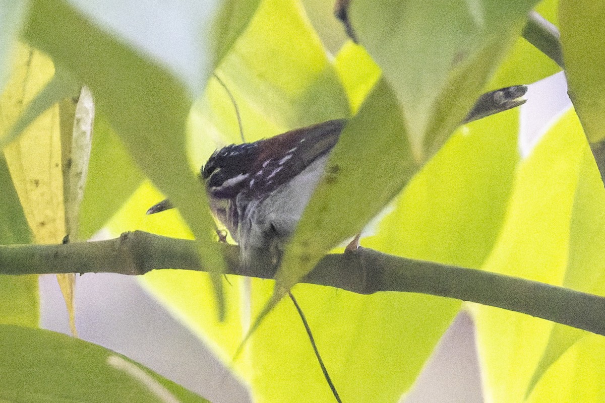 Wallace's Fairywren - Bradley Hacker 🦜