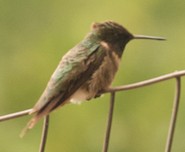 Ruby-throated Hummingbird - ML475208891