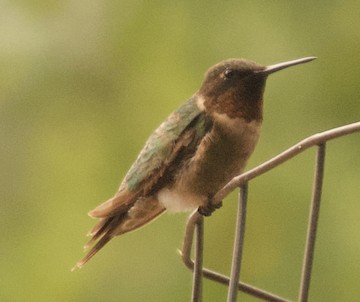 Ruby-throated Hummingbird - ML475208901