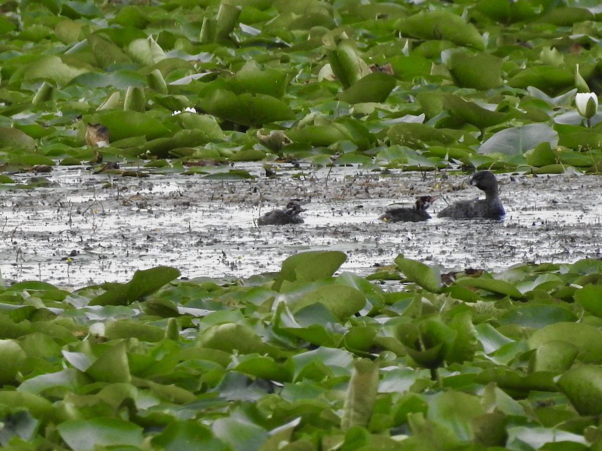 Pied-billed Grebe - ML475212231