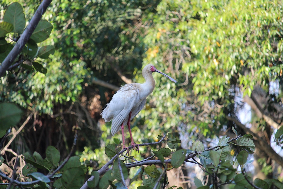 African Spoonbill - ML475213311