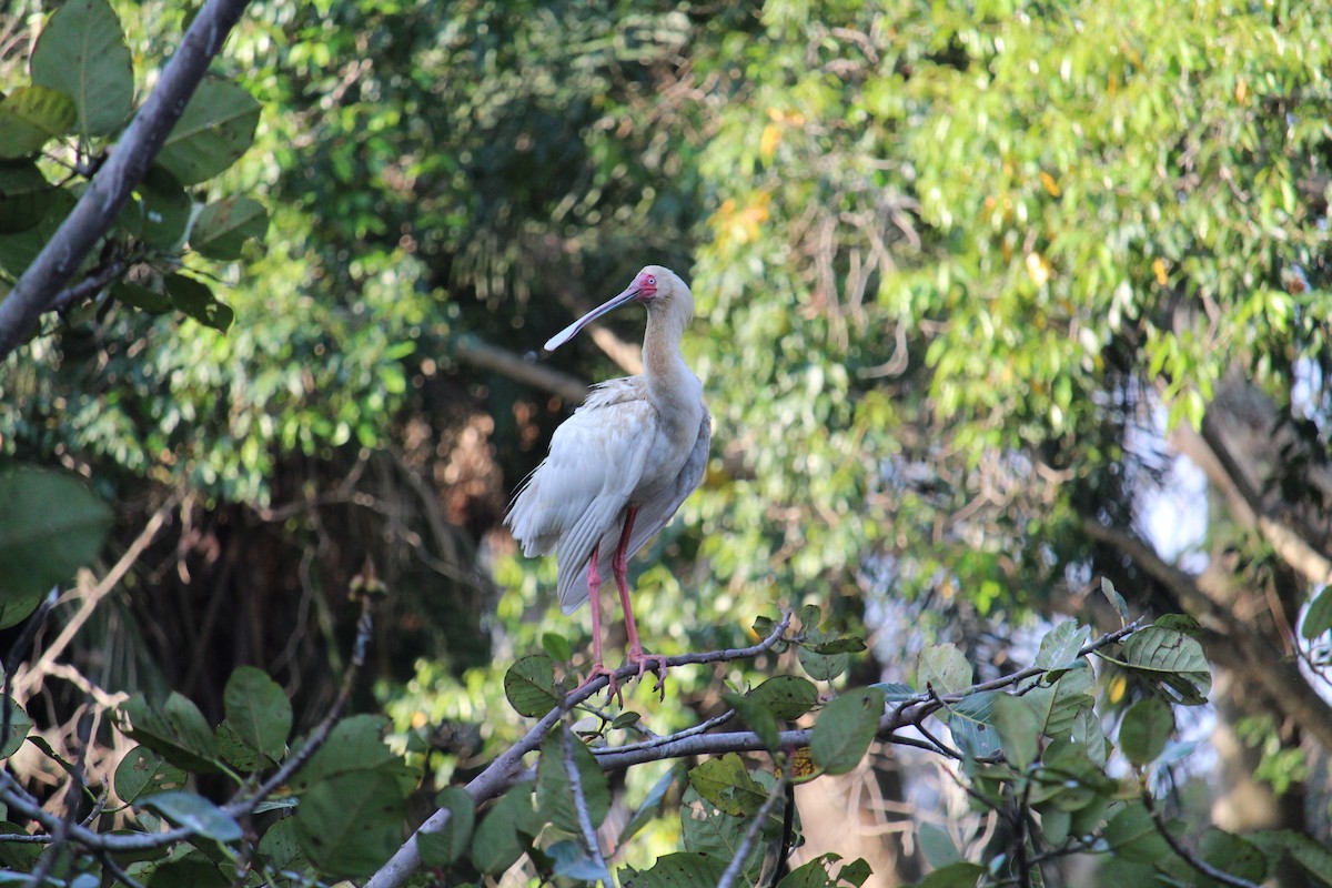 African Spoonbill - ML475213361