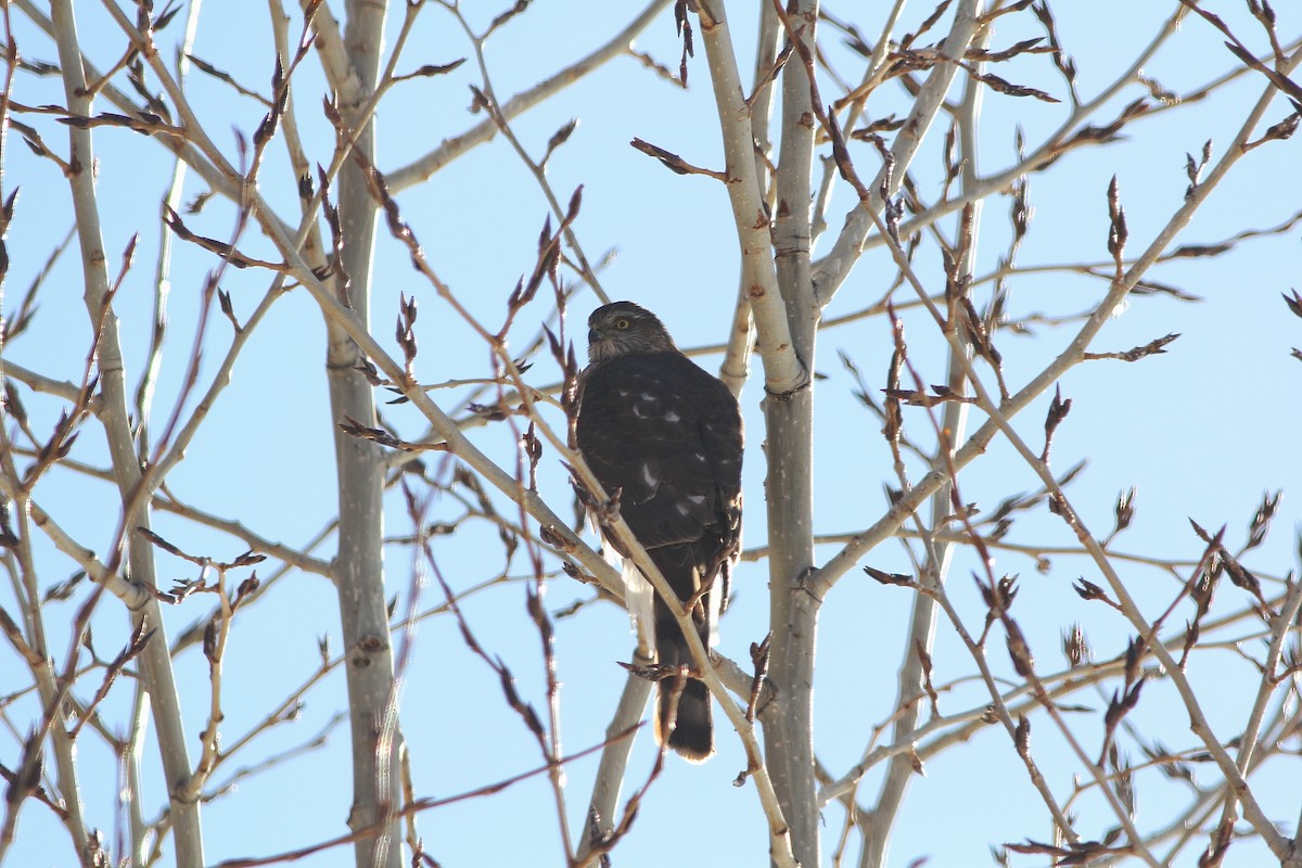 Sharp-shinned Hawk - ML47521341