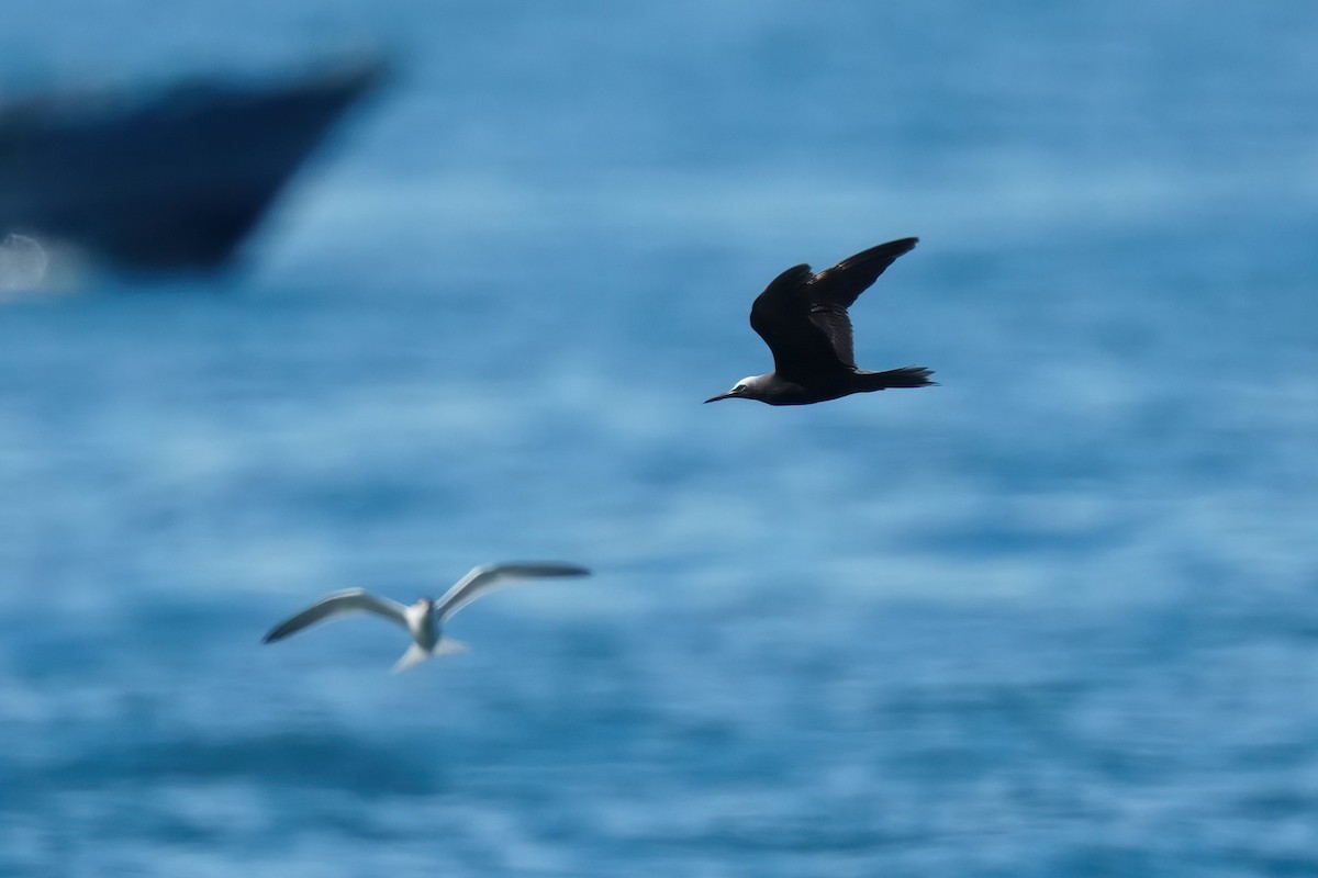 Black Noddy - 重融 黃