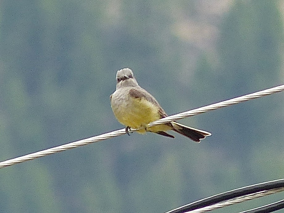 Western Kingbird - ML475214741