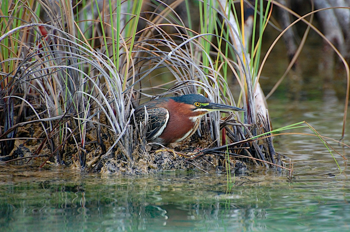 Green Heron - ML47521551