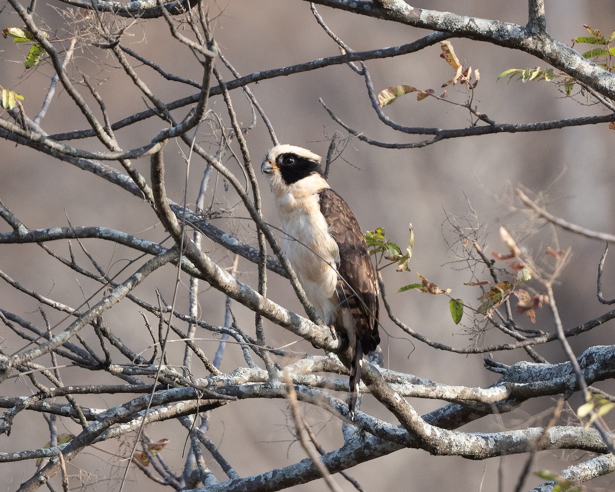 Laughing Falcon - ML475218321