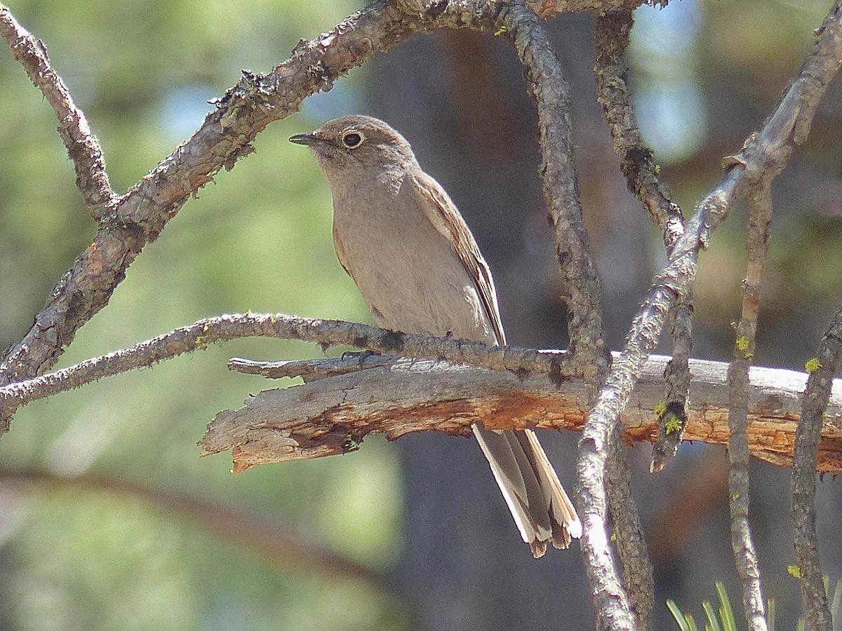 Townsend's Solitaire - ML475219071